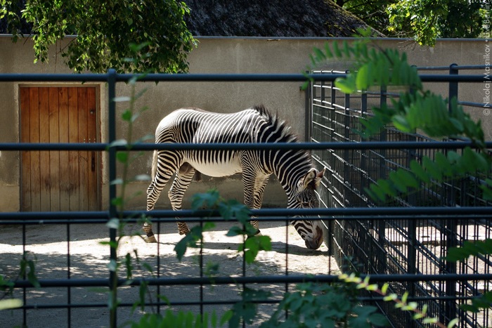 Берлинский зоопарк: демо-версия