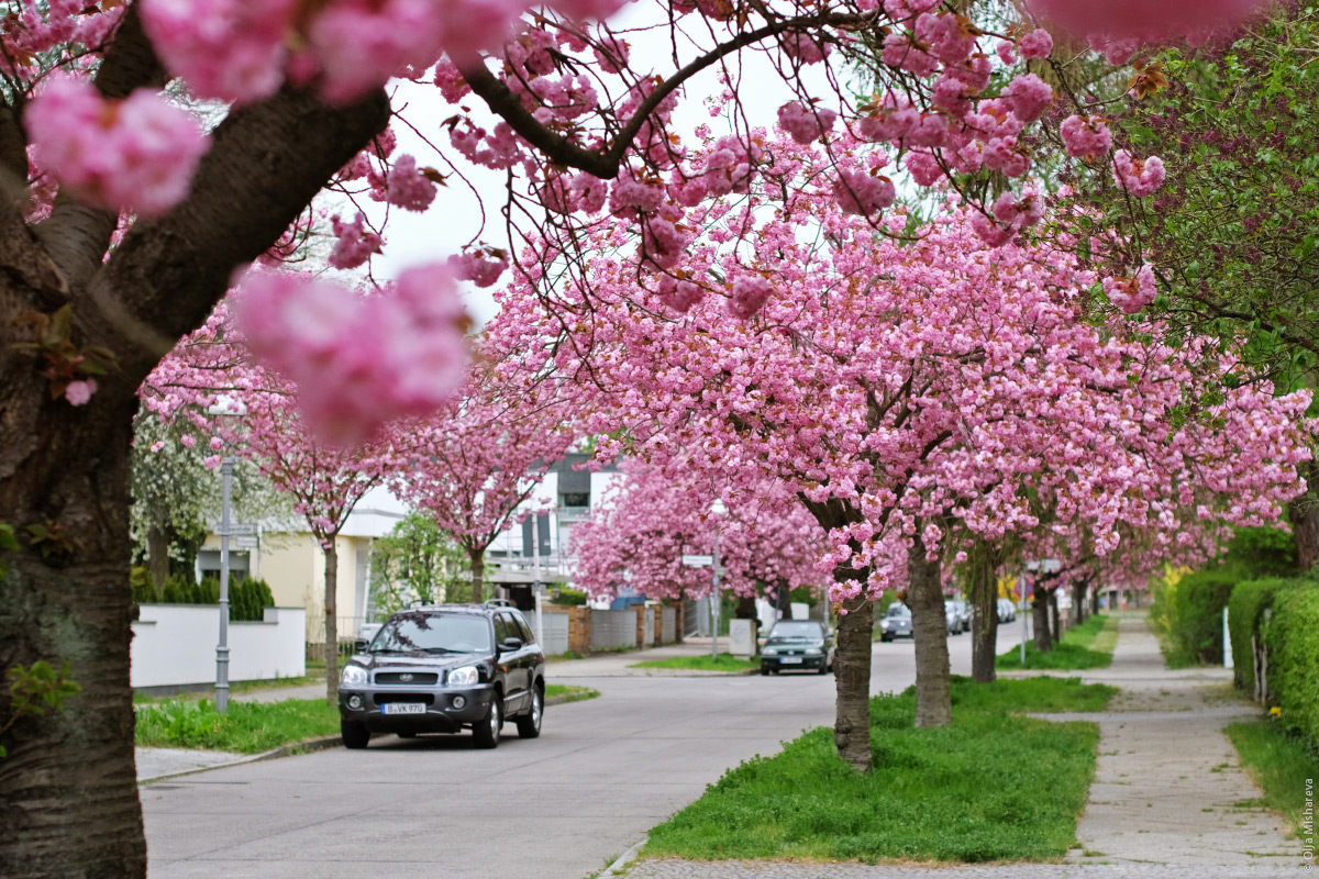 Дерево цветущее розовыми цветами в россии