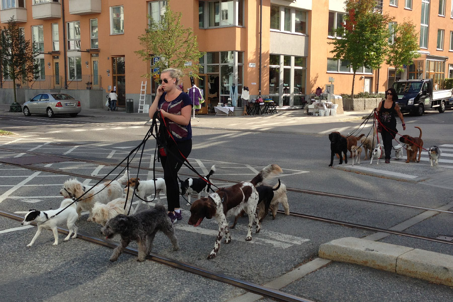 Жизнь собаки на улице. Собаки в Европе. Собаки в Германии. Собака на улице. Выгульщик собак.